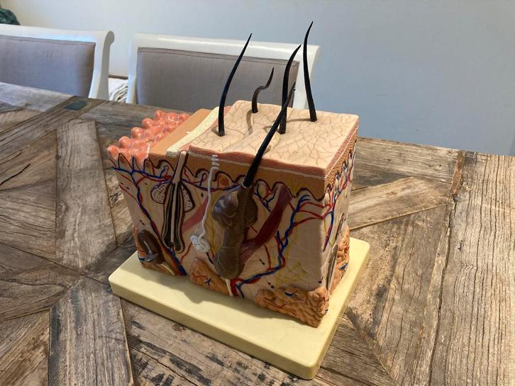 Anatomisch model huid schooneidsspecialist massage, Sports & Fitness, Produits de santé, Wellness & Bien-être, Utilisé, Autres types