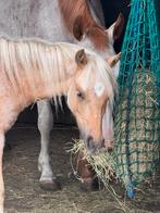 Welsh merrie, 1,5j, met stamboom en papieren, Dieren en Toebehoren, Merrie, B, Met stamboom