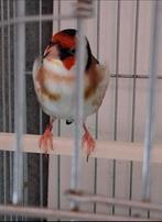 Mâle gorge blanche 2024 à 300 € EN FRANCE, Animaux & Accessoires, Oiseaux | Canaris, Mâle