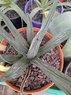 agave victoria regina, Tuin en Terras, Ophalen