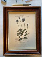 Affiche d'art encadrée, Botanica "Agatea celeste", Enlèvement ou Envoi