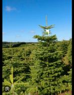 Nordman kerstboom 3 meter, Tuin en Terras, Planten | Bomen, Ophalen of Verzenden