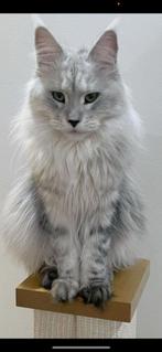 MAINE coon poes met stamboom, black silver shaded, Poes, Gechipt, 0 tot 2 jaar