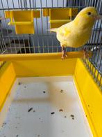 Geel pop 2025 (4), Dieren en Toebehoren, Vogels | Kanaries