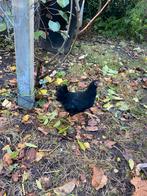 Zwarte Wyandotte haan, Dieren en Toebehoren, Mannelijk, Kip