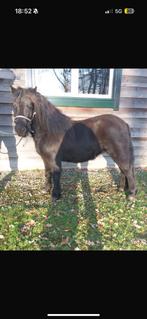 Shetlander merrie, Animaux & Accessoires, Chevaux, Jument, Débourré