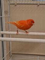 rode kanarie, Vrouwelijk, Kleurkanarie