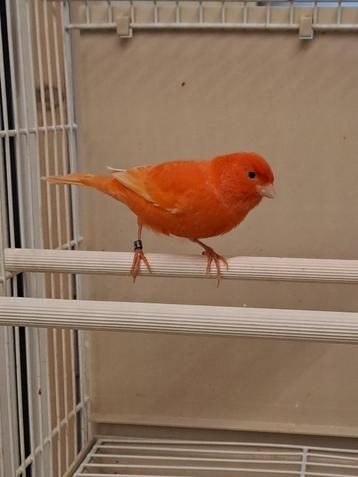 rode kanarie beschikbaar voor biedingen