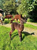 Prachtige alpaca merrie met cria merrie (12/9/2024), Dieren en Toebehoren, Overige Dieren