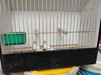Barmsijs bonte, Meerdere dieren, Wildzangvogel, Geringd