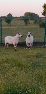 2 OOIEN TE KOOP, Dieren en Toebehoren, Schapen, Geiten en Varkens