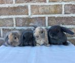 Minilop X NHD nestje, Dieren en Toebehoren, Konijnen, Meerdere dieren, Klein, Hangoor, 0 tot 2 jaar
