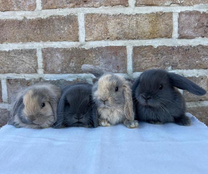 Minilop X NHD nestje, Dieren en Toebehoren, Konijnen, Klein, Meerdere dieren, 0 tot 2 jaar, Hangoor