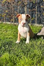 Leuke Amerikaanse Stafford pups, Dieren en Toebehoren, België, Jack Russell Terriër, CDV (hondenziekte), 8 tot 15 weken