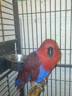 Pop edelpapegaai, Dieren en Toebehoren, Vogels | Parkieten en Papegaaien