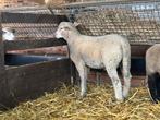 Ram- en ooilammeren, Dieren en Toebehoren, Schapen, Geiten en Varkens, Meerdere dieren, Schaap, 0 tot 2 jaar