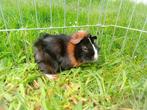 Cavia cavia's, Animaux & Accessoires, Rongeurs, Cobaye