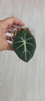 Alocasia black velvet te koop, Huis en Inrichting, Kamerplanten, Ophalen