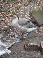 Gans, Dieren en Toebehoren, Pluimvee, Mannelijk, Gans of Zwaan