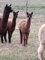 Alpaca veulentjes, Dieren en Toebehoren, Januari