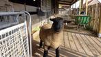 Suffolk ramlammeren, Animaux & Accessoires, Moutons, Chèvres & Cochons, Mouton, Mâle, 0 à 2 ans