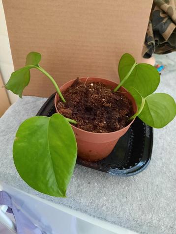 Epipremnum aureum beschikbaar voor biedingen