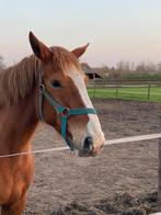 10 jarige Recreatie of fokmerrie SF, Dieren en Toebehoren, Paarden, Merrie, L