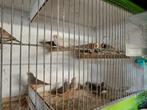 zebravinken, Dieren en Toebehoren, Vogels | Overige Vogels, Meerdere dieren, Tropenvogel