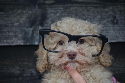 Poedel pups, Dieren en Toebehoren, Honden | Chihuahua's en Gezelschapshonden, Meerdere dieren, Poedel, Fokker | Professioneel