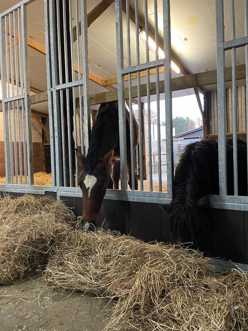 Veulenopfok, Dieren en Toebehoren, Stalling en Weidegang, Opfok