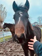 Veulen, Ophalen, Zo goed als nieuw