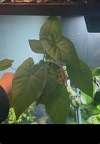 Alocasia frydek, Huis en Inrichting, Kamerplanten, Ophalen of Verzenden