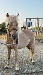 Mini Shetlanders Te Koop, Hengst