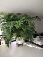 Grote palm plant, Huis en Inrichting, Kamerplanten, Palm, In pot, 200 cm of meer, Ophalen