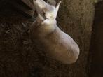 Schapenram, Dieren en Toebehoren, Schapen, Geiten en Varkens, Mannelijk, Schaap, 0 tot 2 jaar