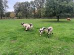 Walliser schapen te koop, Dieren en Toebehoren, Schapen, Geiten en Varkens, Schaap
