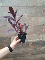 Tradescantia pallida purple heart. Nr 69, Huis en Inrichting, Kamerplanten, Ophalen