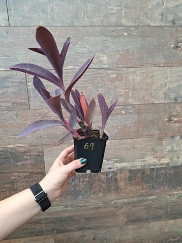 Tradescantia pallida purple heart. Nr 69 beschikbaar voor biedingen