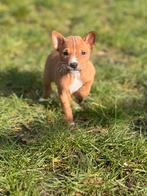 Bij ons geboren unieke Basenji pups, Dieren en Toebehoren, Parvo, België, Overige rassen, 8 tot 15 weken