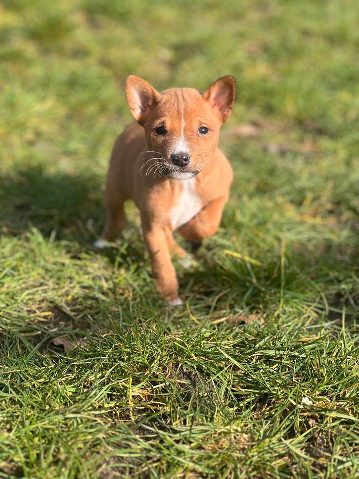 Bij ons geboren unieke Basenji pups, Dieren en Toebehoren, Honden | Poolhonden, Keeshonden en Oertypen, Meerdere dieren, Overige rassen