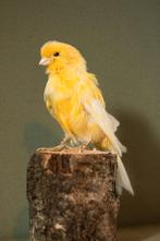 Opgezette kanarie, Verzamelen, Dierenverzamelingen, Ophalen of Verzenden, Vogel