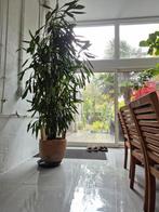 Dracaena fragrans XXL, Huis en Inrichting, Kamerplanten, Ophalen