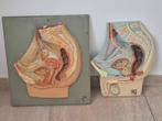 Anatomie modellen doorsnee bekken man & vrouw, Ophalen of Verzenden