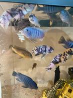 Cichlid vissen, Dieren en Toebehoren, Vissen | Aquariumvissen, Vis