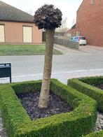 Bolcatalpa, Jardin & Terrasse, Plantes | Arbres, Enlèvement, 100 à 250 cm, Arbre à bulbes