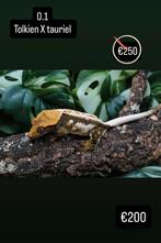 Wimpergekko vrouw, Dieren en Toebehoren