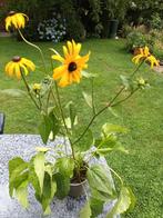 Rudbeckia Fulgida Goldstrum, Ophalen, Volle zon