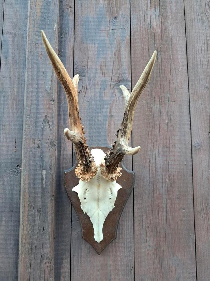 Grand modèle XXL de la marque Reebok 6. Capital - Trophée -, Collections, Collections Animaux, Enlèvement ou Envoi