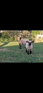 Hampshire Down ooi., Dieren en Toebehoren, Schapen, Geiten en Varkens, Vrouwelijk, Schaap, 3 tot 5 jaar