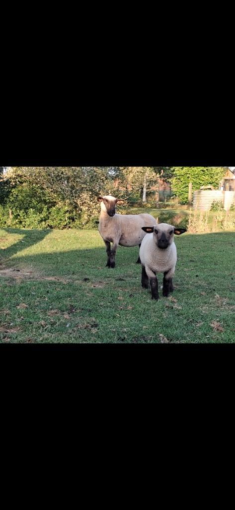 Hampshire Down ooi., Dieren en Toebehoren, Schapen, Geiten en Varkens, Schaap, Vrouwelijk, 3 tot 5 jaar